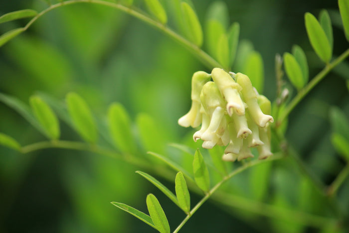 Sophora Plant